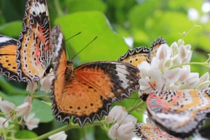 Entopia by Penang Butterfly Farm